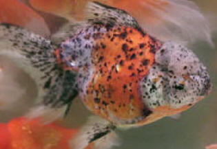 calico oranda