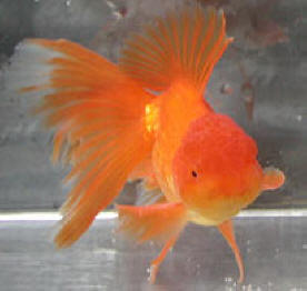 red metallic oranda, front view