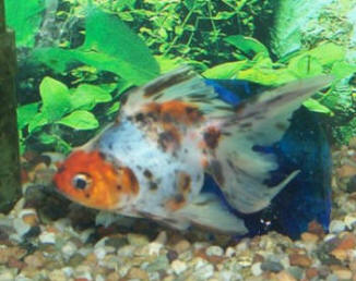 Picture of a Ryukin Goldfish, Carassius auratus
