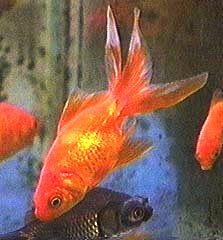 Fantail Goldfish